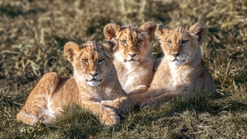 Tickets & Reservieren