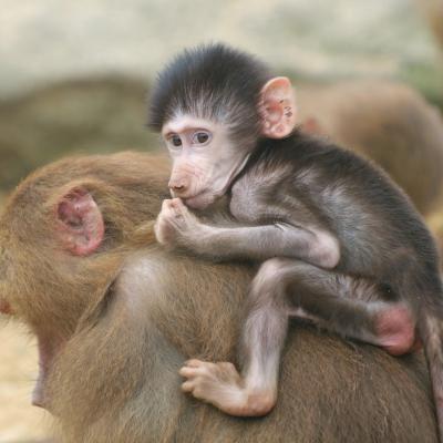 media gallery image 2