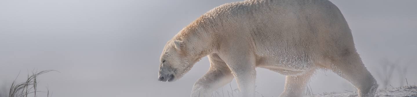 ABO actie ijsbeer DU