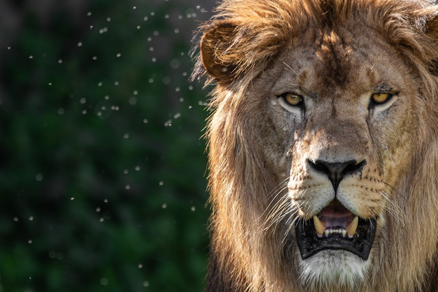 media slider widget image