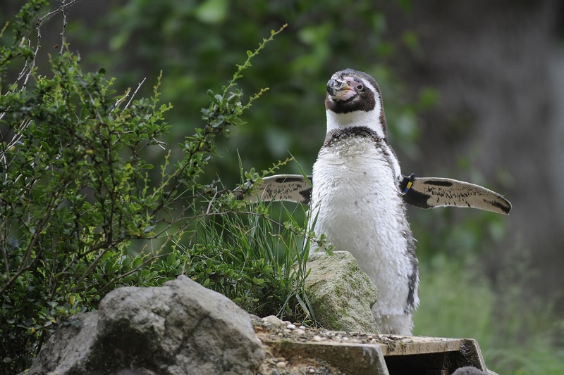 media slider widget image