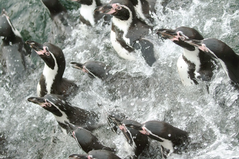 media slider widget image