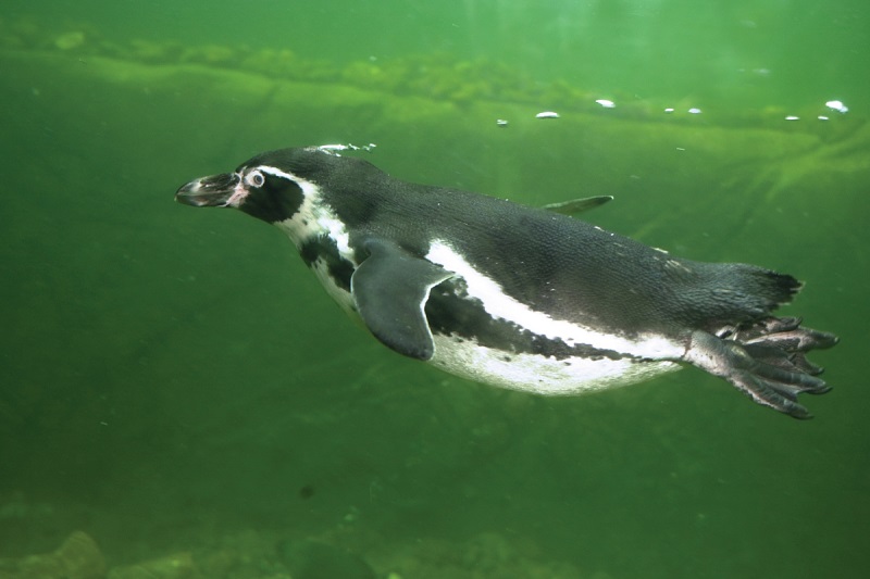 media slider widget image