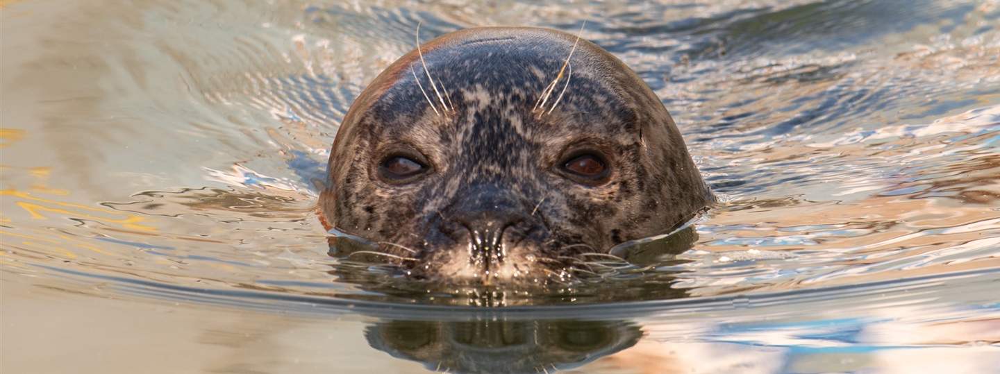 Seehundpräsentation 