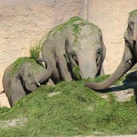 Elefantenpräsentation