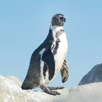 Pinguïnpresentatie