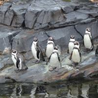 Pinguinpräsentation