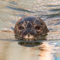 Seehundpräsentation 