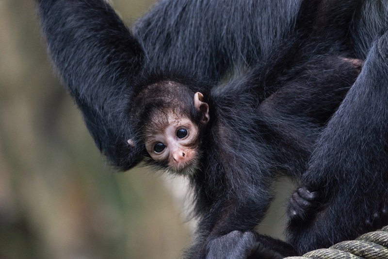 Männchen bleiben zusammen