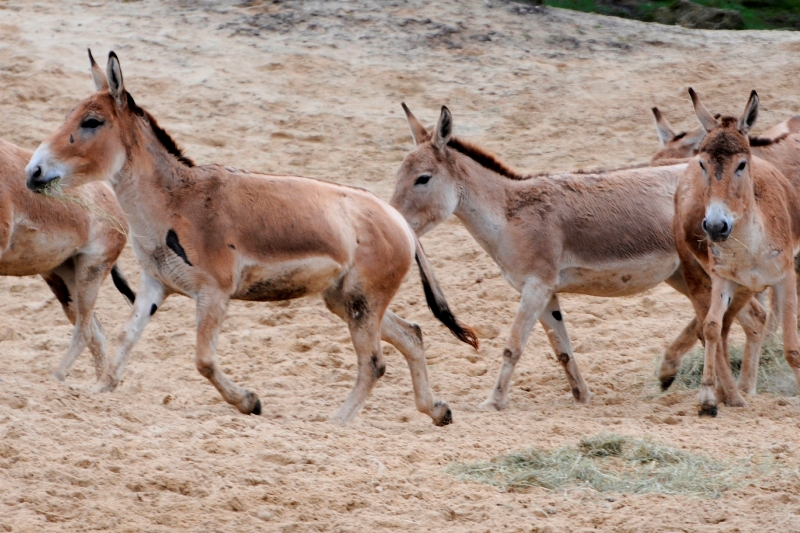 Wechselnder Lebensstil